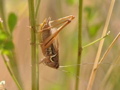 Metrioptera roeselii